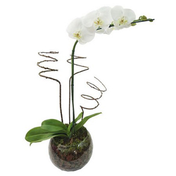 3856 Orquídea branca 