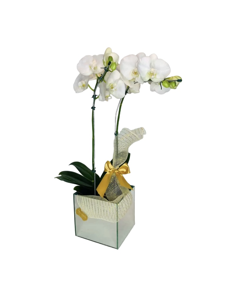 3884 Orquídea branca