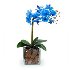 3886 Orquídea Azul 