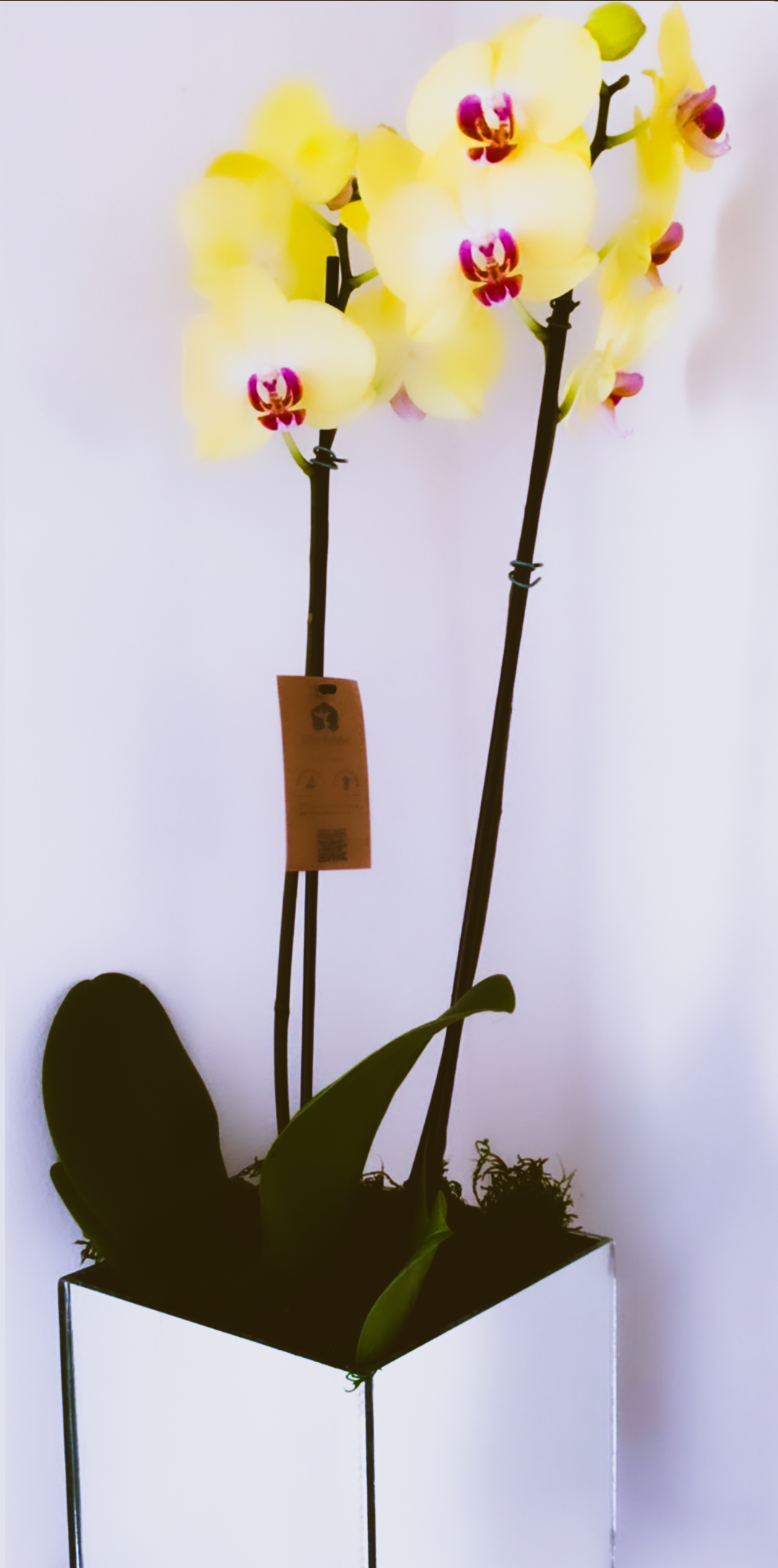 3887 Linda Orquídea amarela 