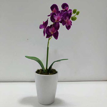 3888 Orquídea lilas 