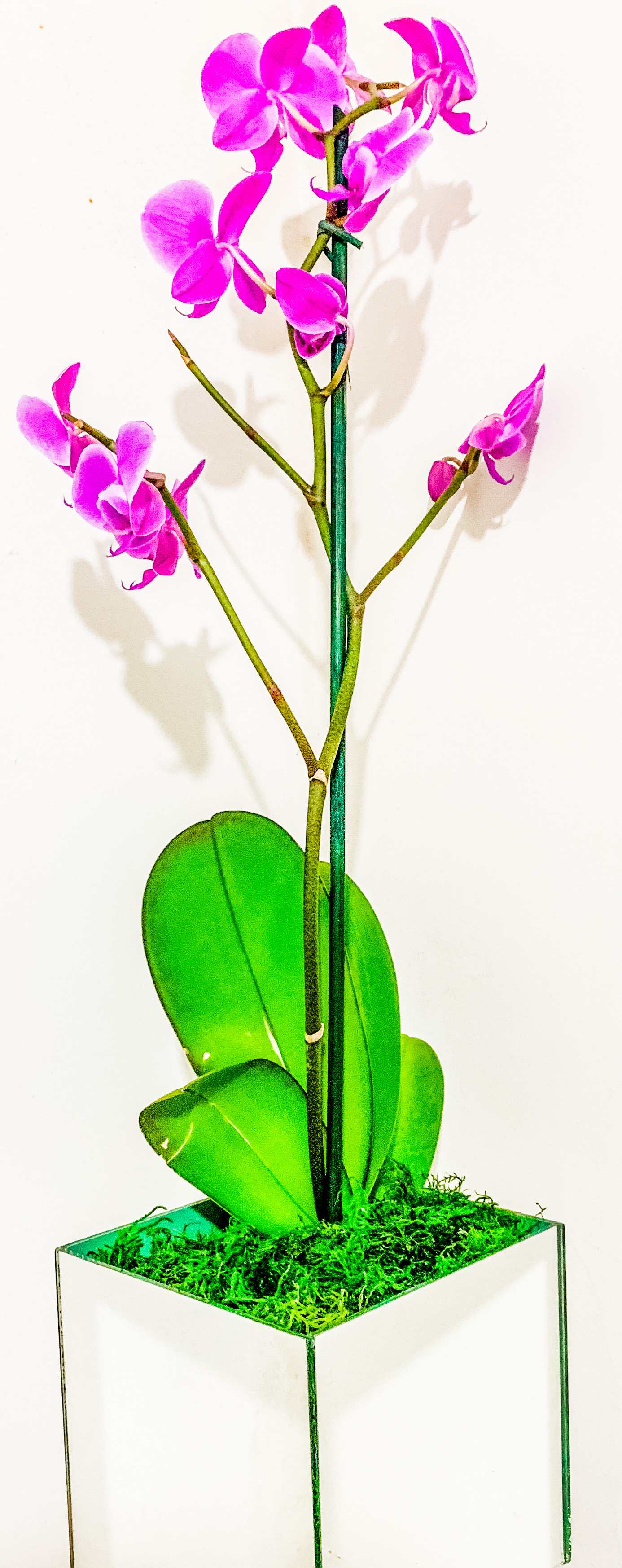 3889 Orquídea pink 