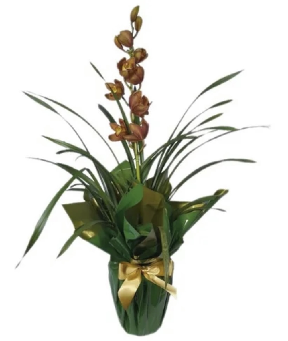 6675 Presente de aniversário com Orquídeas 